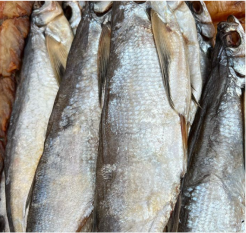 Рыбачка Соня